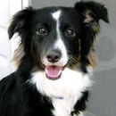 Andie was adopted in April, 2006